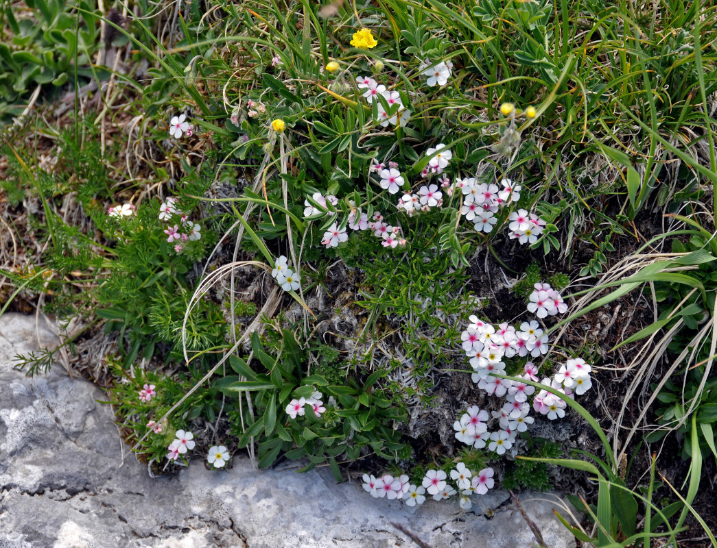 Image of Androsace villosa specimen.