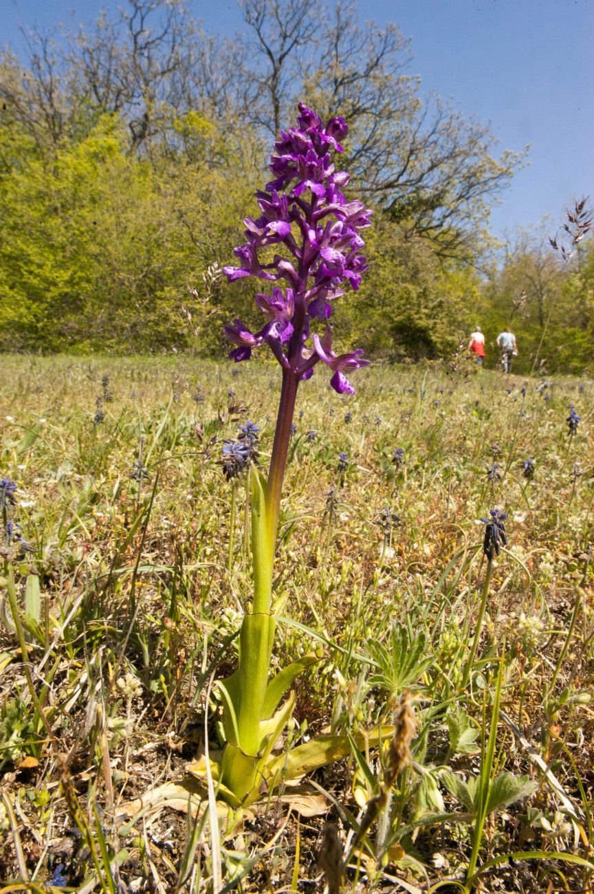 Image of Anacamptis morio ssp. caucasica specimen.