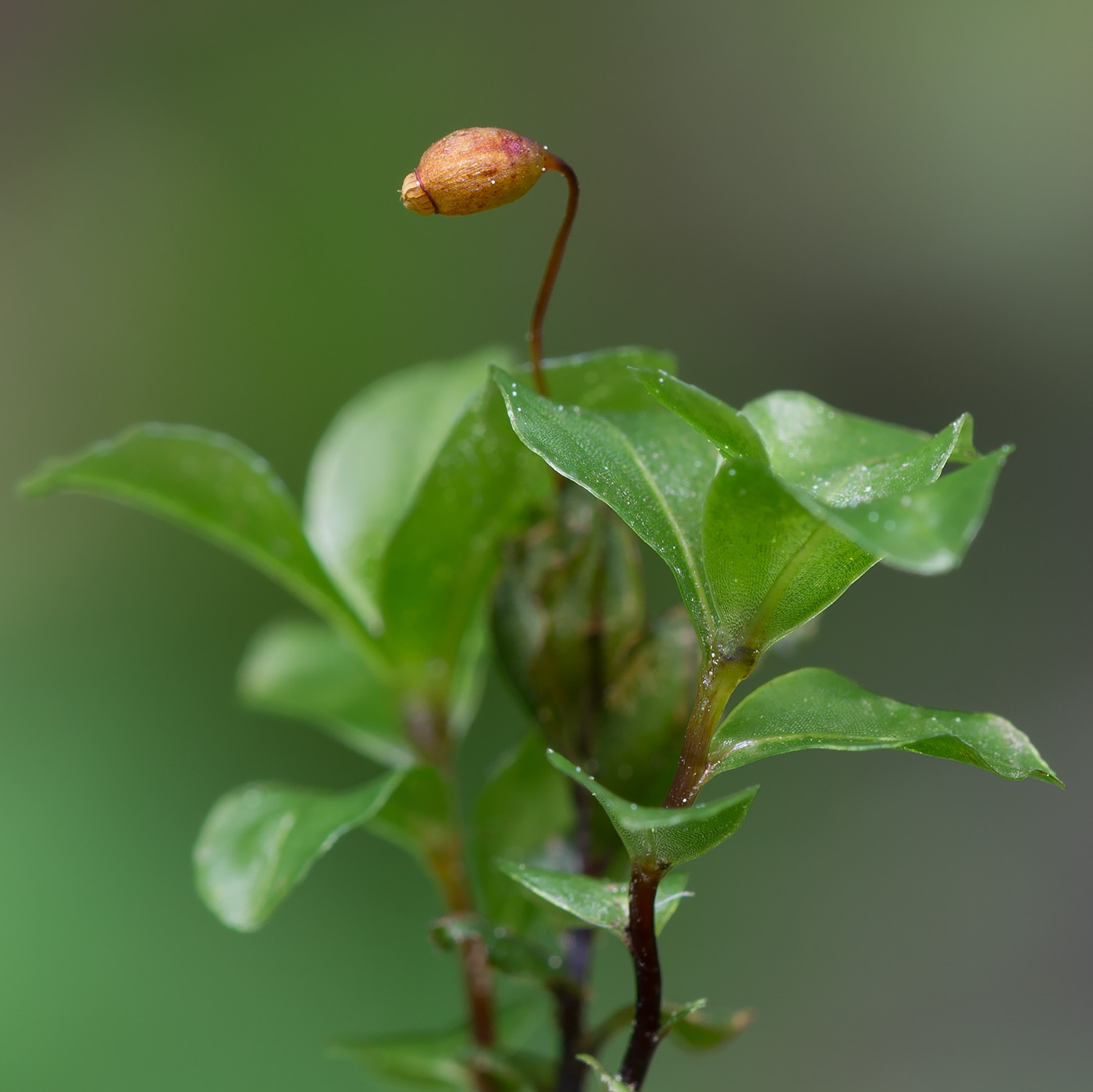 Изображение особи Rhizomnium punctatum.