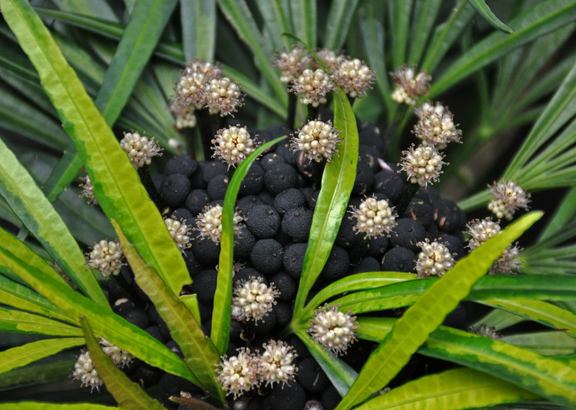 Image of Osmoxylon lineare specimen.