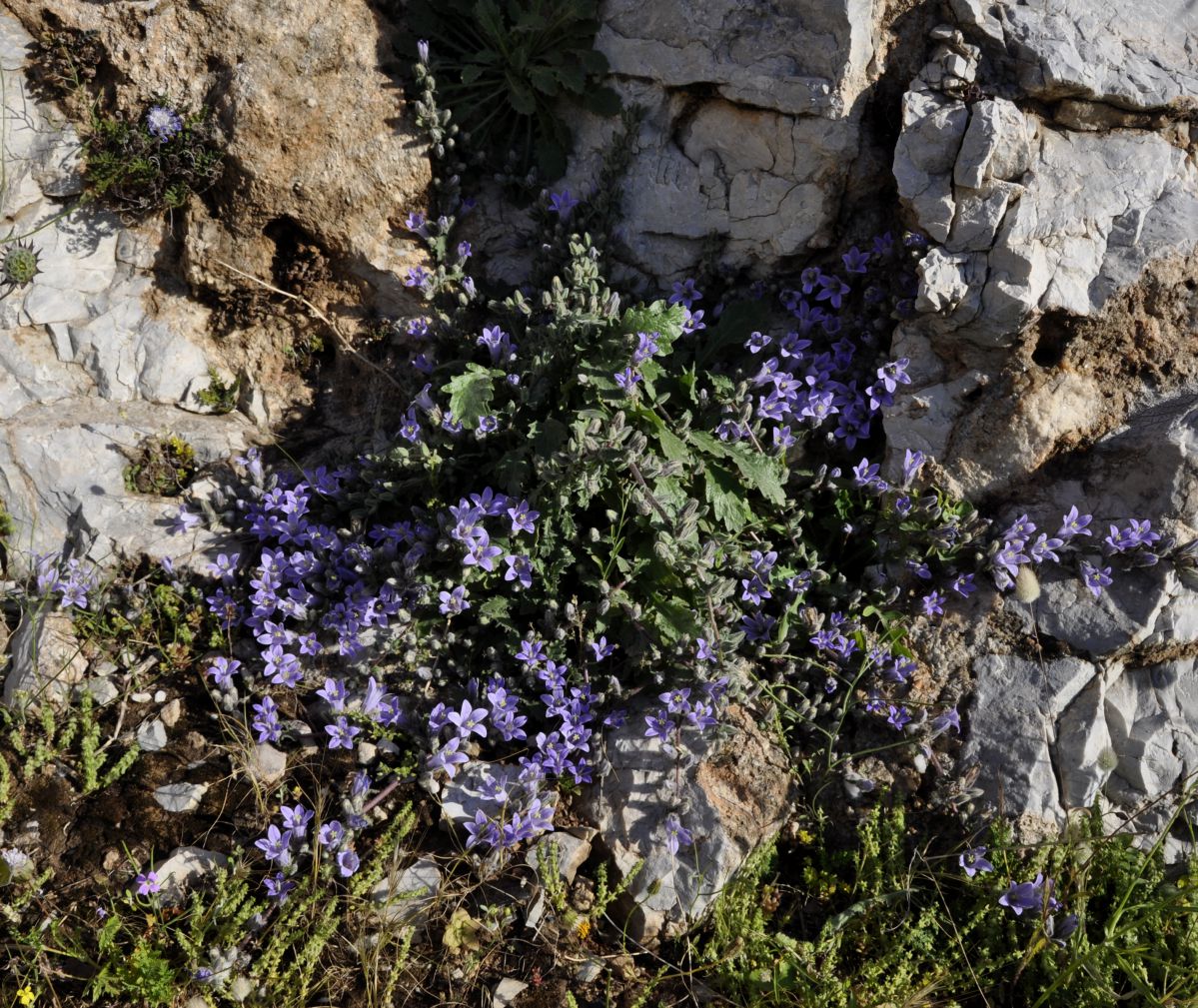 Изображение особи Campanula celsii.