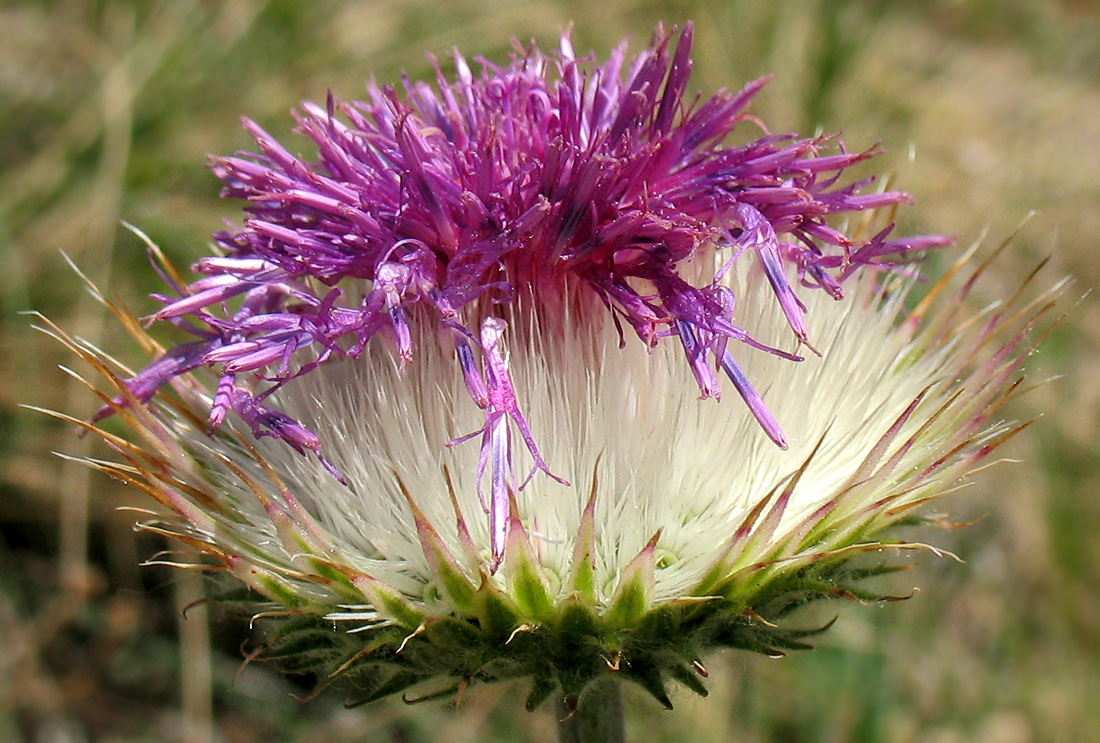 Image of Jurinea ledebourii specimen.