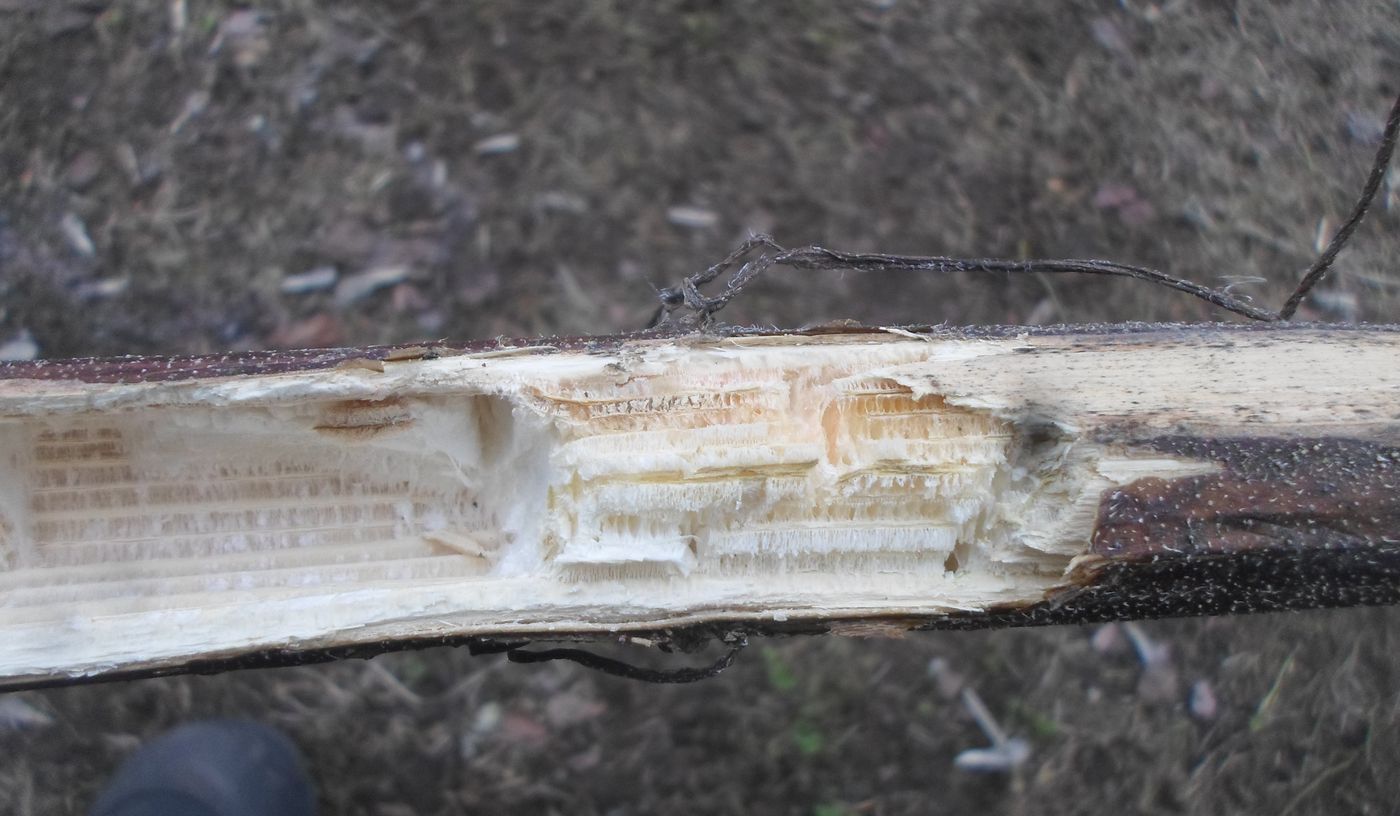 Image of Helianthus annuus specimen.