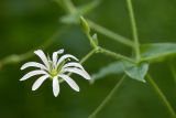 Stellaria nemorum