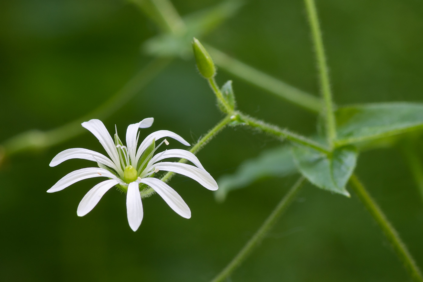 Изображение особи Stellaria nemorum.