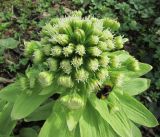 Petasites amplus