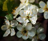 Prunus domestica