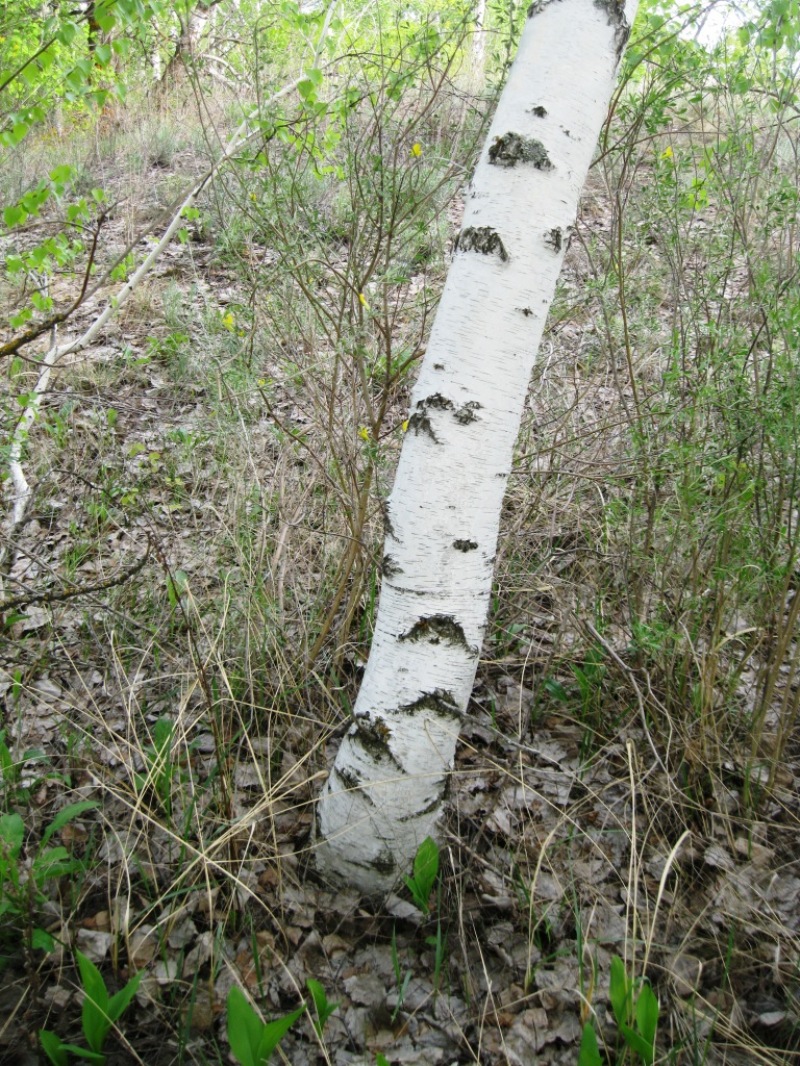Image of Betula borysthenica specimen.