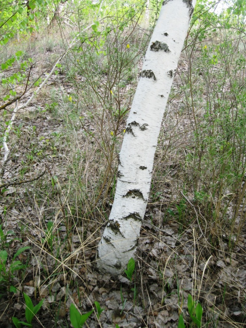 Изображение особи Betula borysthenica.