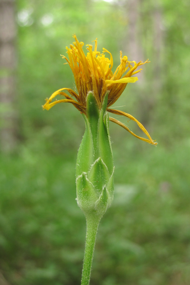 Image of Scorzonera hispanica specimen.