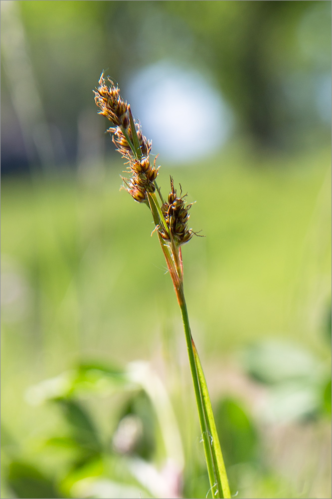 Изображение особи Luzula multiflora.