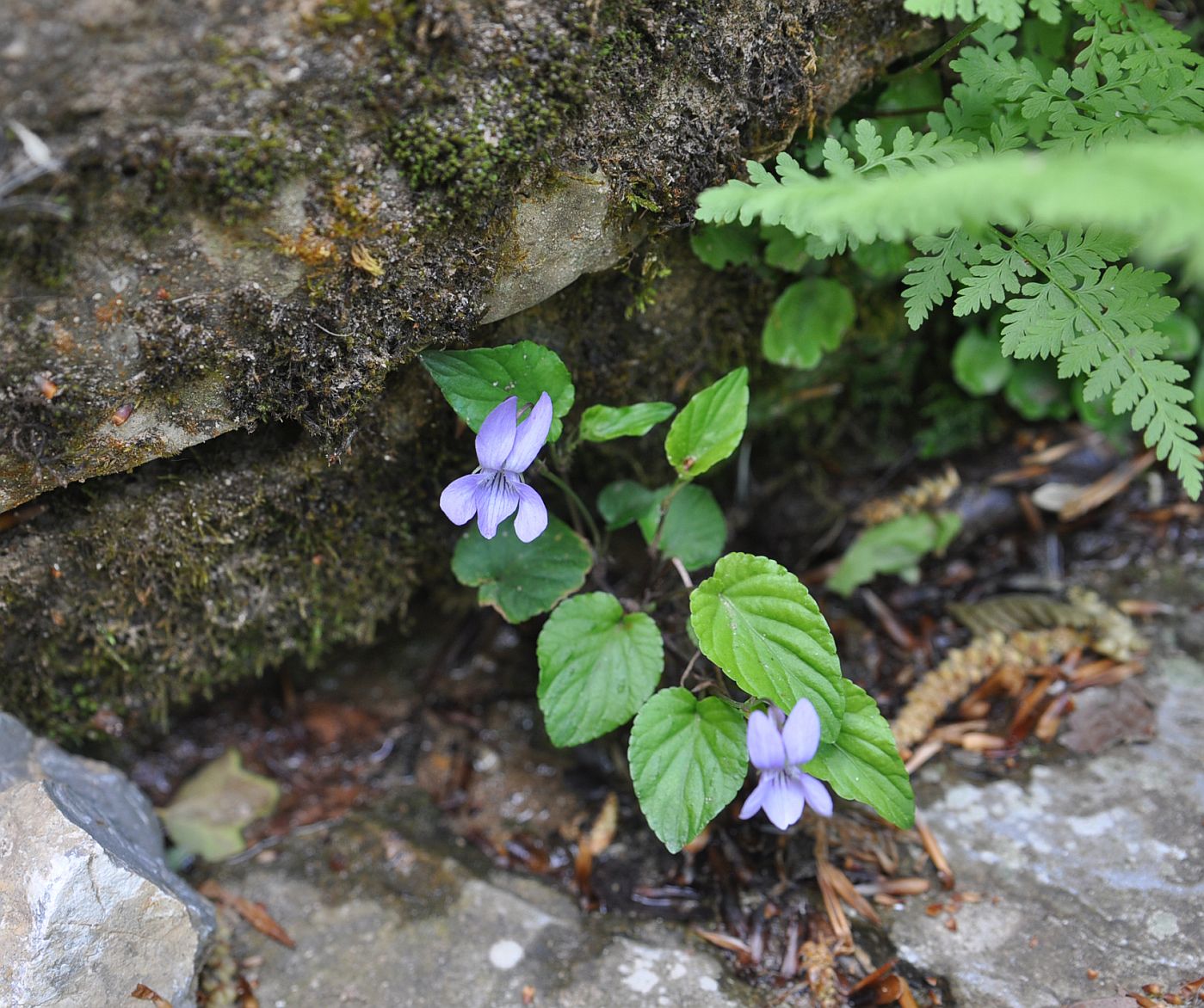 Image of Viola reichenbachiana specimen.