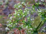 род Galium. Верхушка растения с соцветиями. Украина, Ивано-Франковская обл., Болеховский горсовет, Поляницкий сельсовет, Поляницкий региональный ландшафтный парк, урочище Выдрына, буковый лес. 08.06.2018.