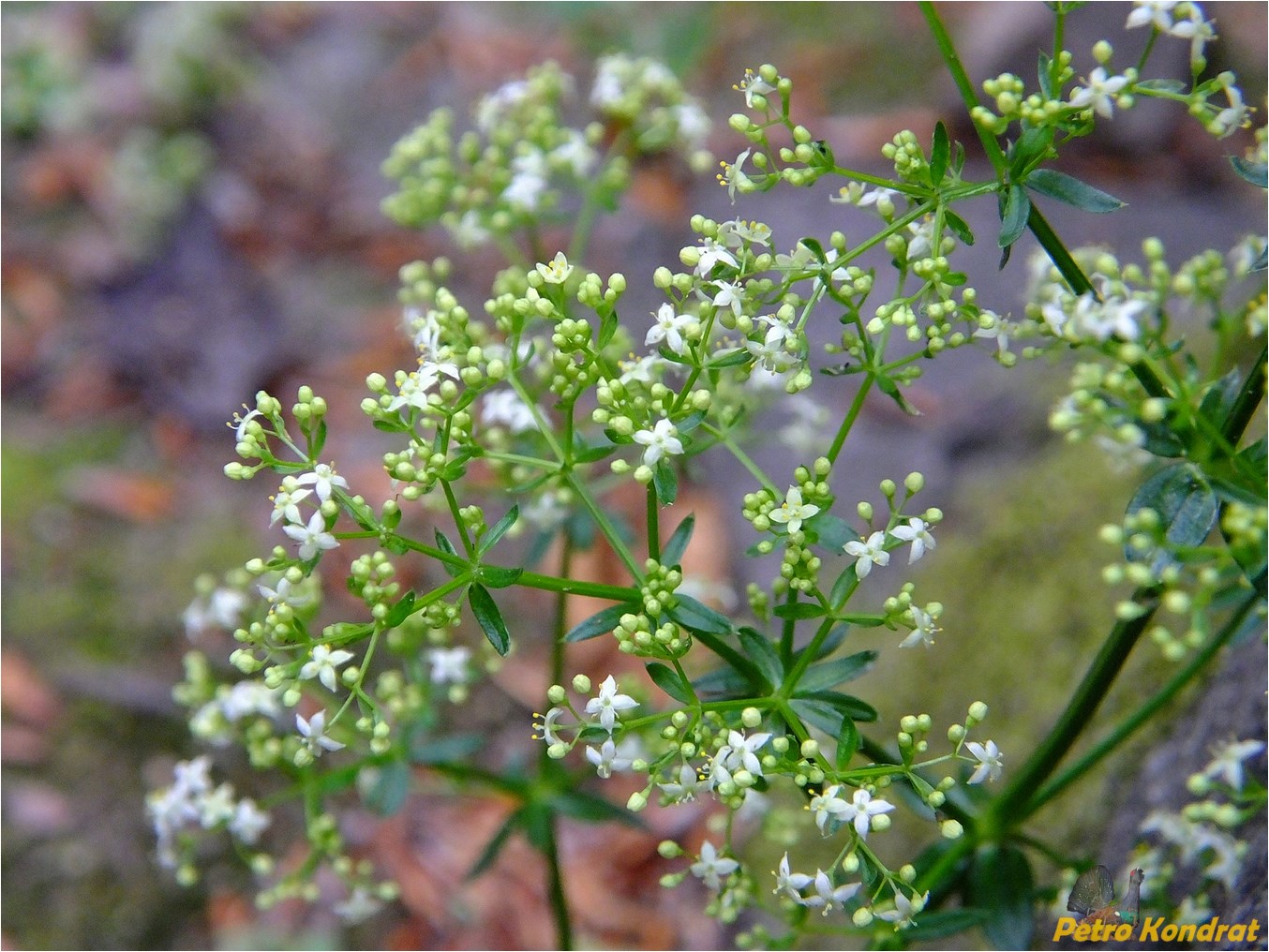 Изображение особи род Galium.