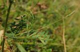 Onobrychis viciifolia