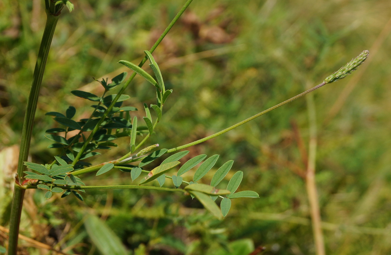 Image of Onobrychis viciifolia specimen.