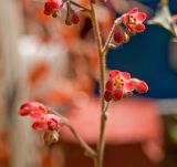 Heuchera sanguinea. Часть соцветия с цветками и бутонами. Пермский край, пос. Юго-Камский, частное подворье, в культуре. 26 июня 2018 г.