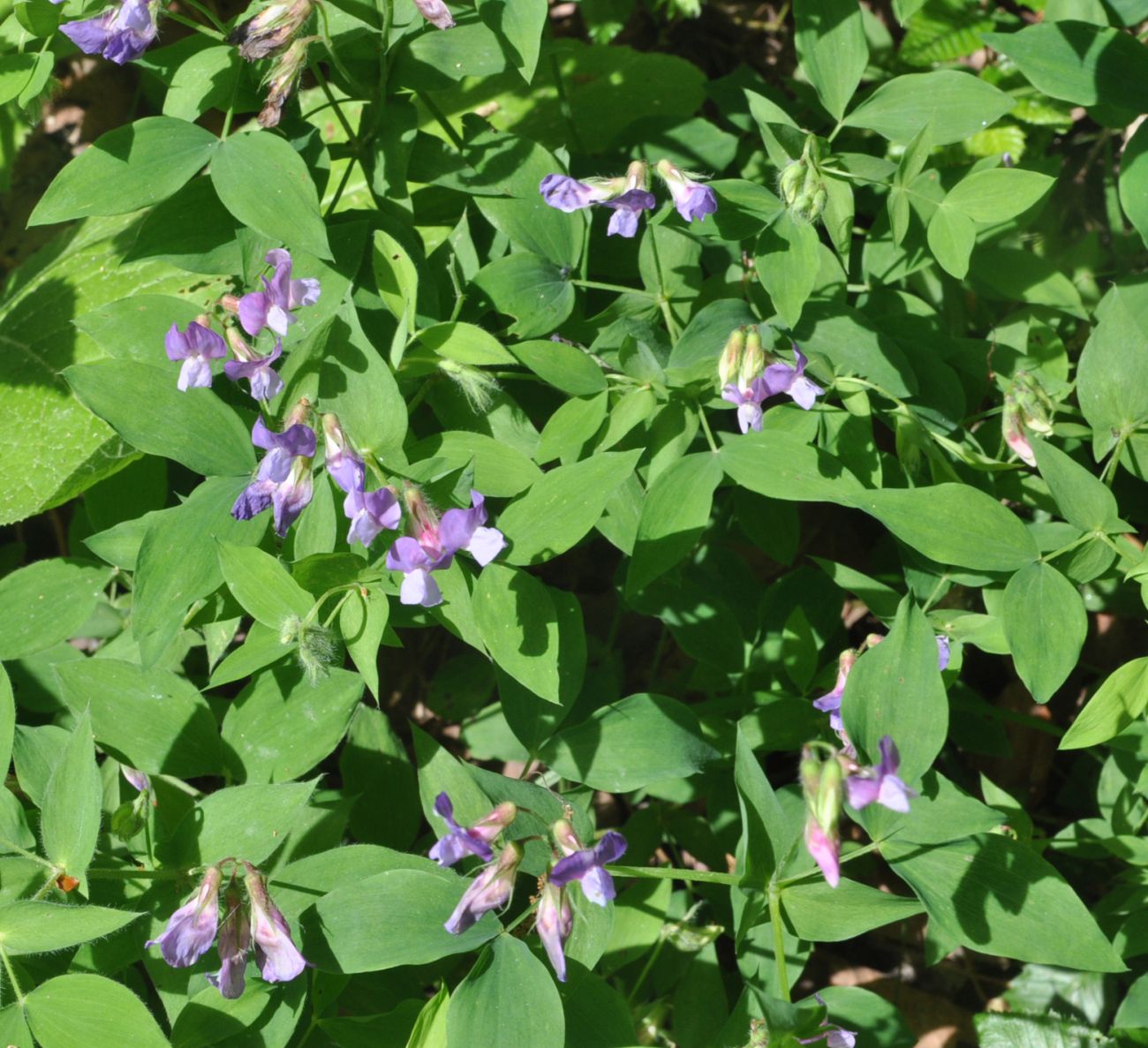 Image of Lathyrus laxiflorus specimen.