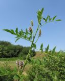 Glycyrrhiza foetidissima