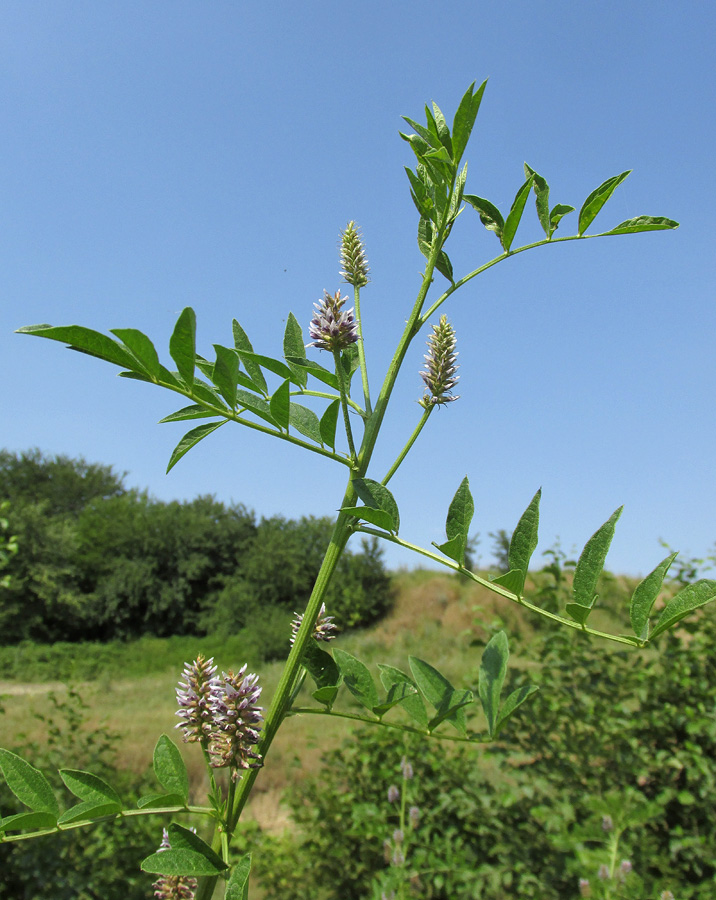 Изображение особи Glycyrrhiza foetidissima.