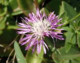 Centaurea jacea подвид substituta. Соцветие. Украина, Днепропетровская обл., Апостоловский р-н, Токовский сельский совет, у подножья скалы возле Токовских водопадов. 04.08.2018.