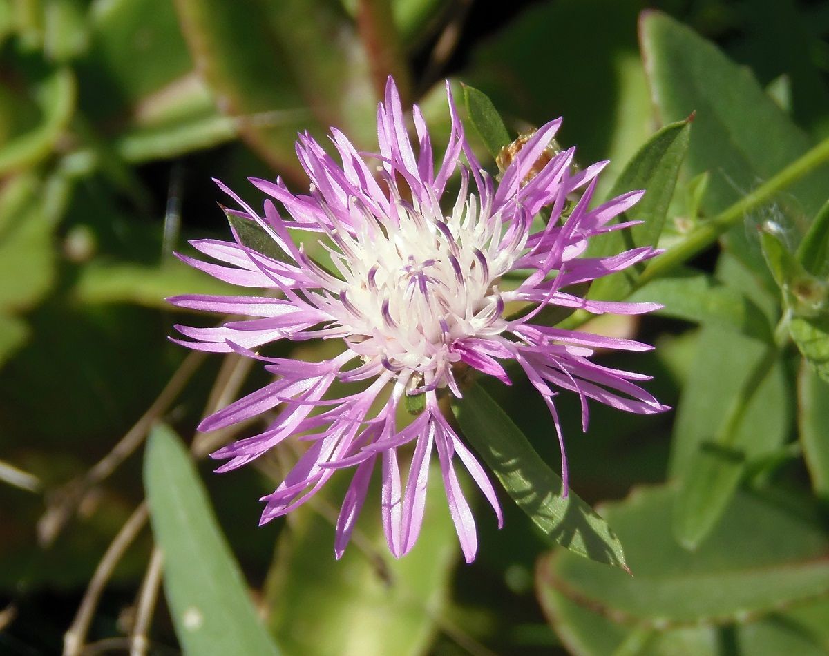 Image of Centaurea jacea ssp. substituta specimen.