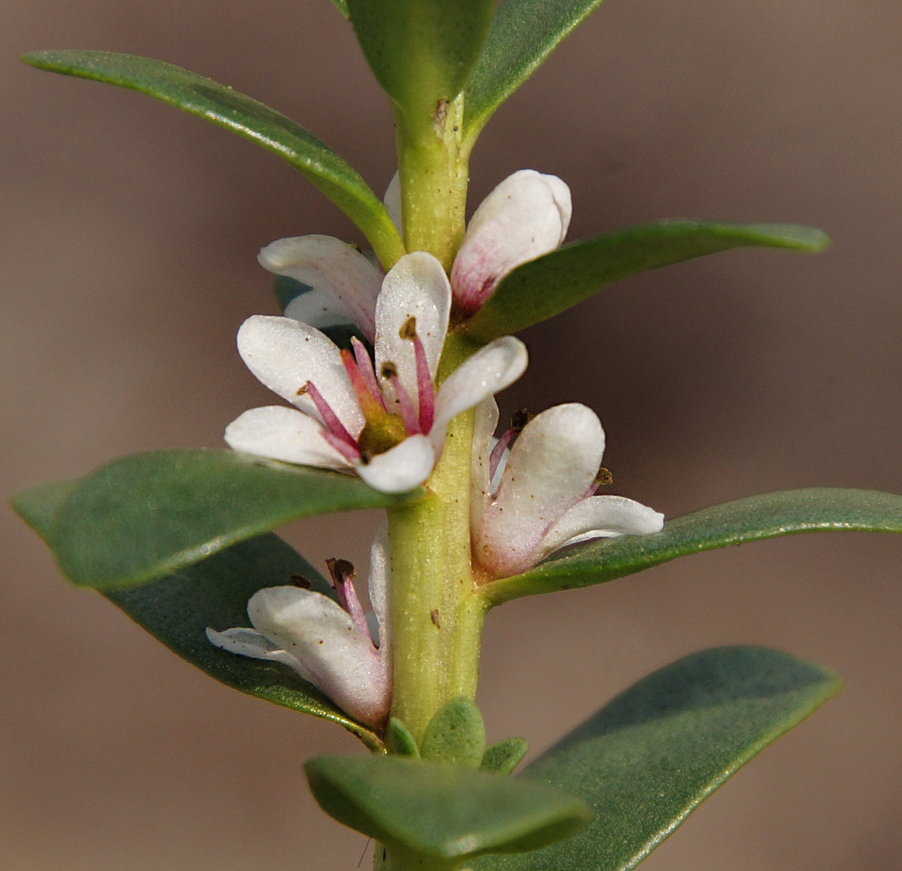 Image of Glaux maritima specimen.