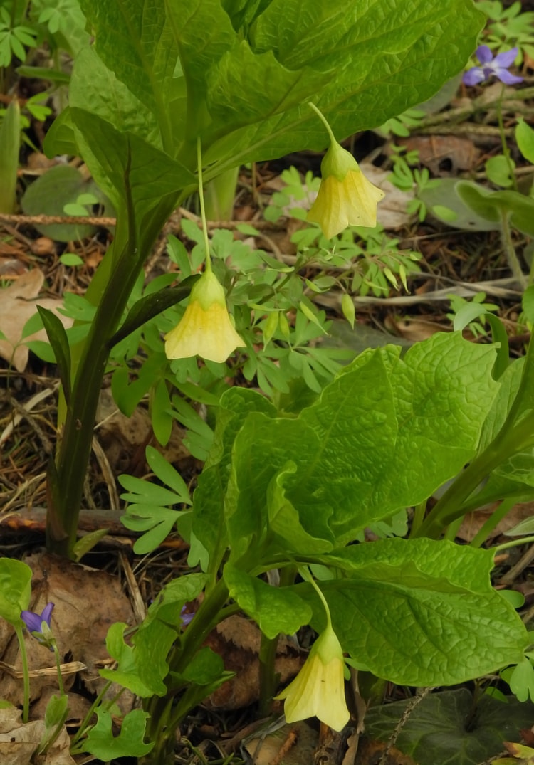 Изображение особи Scopolia carniolica.