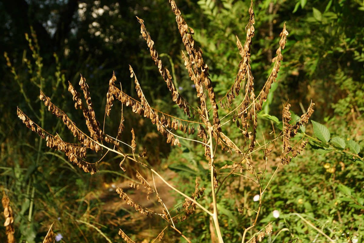 Image of Isatis costata specimen.