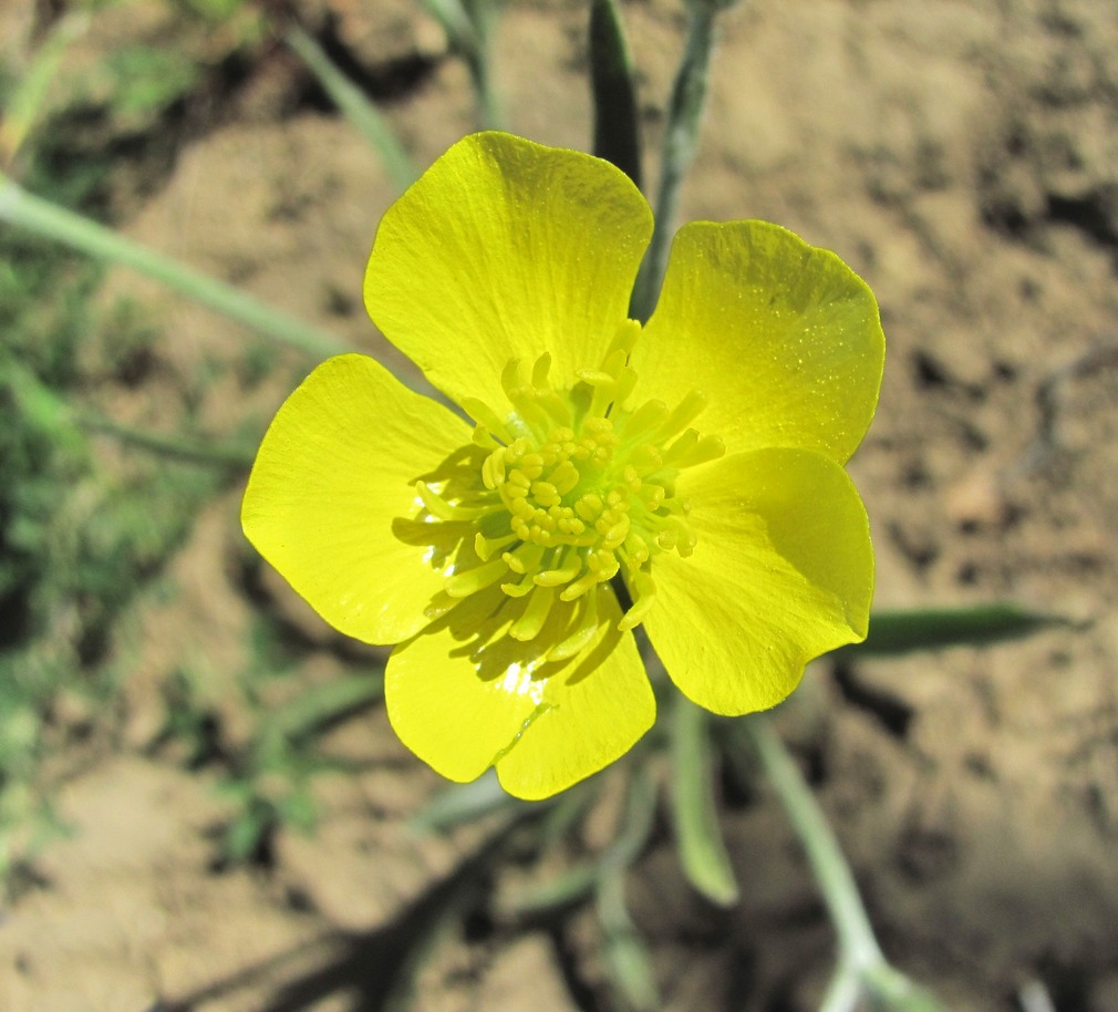 Image of Ranunculus illyricus specimen.