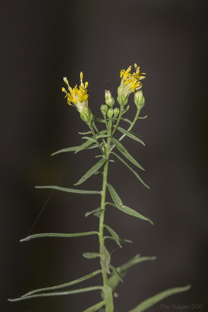 Изображение особи Galatella biflora.