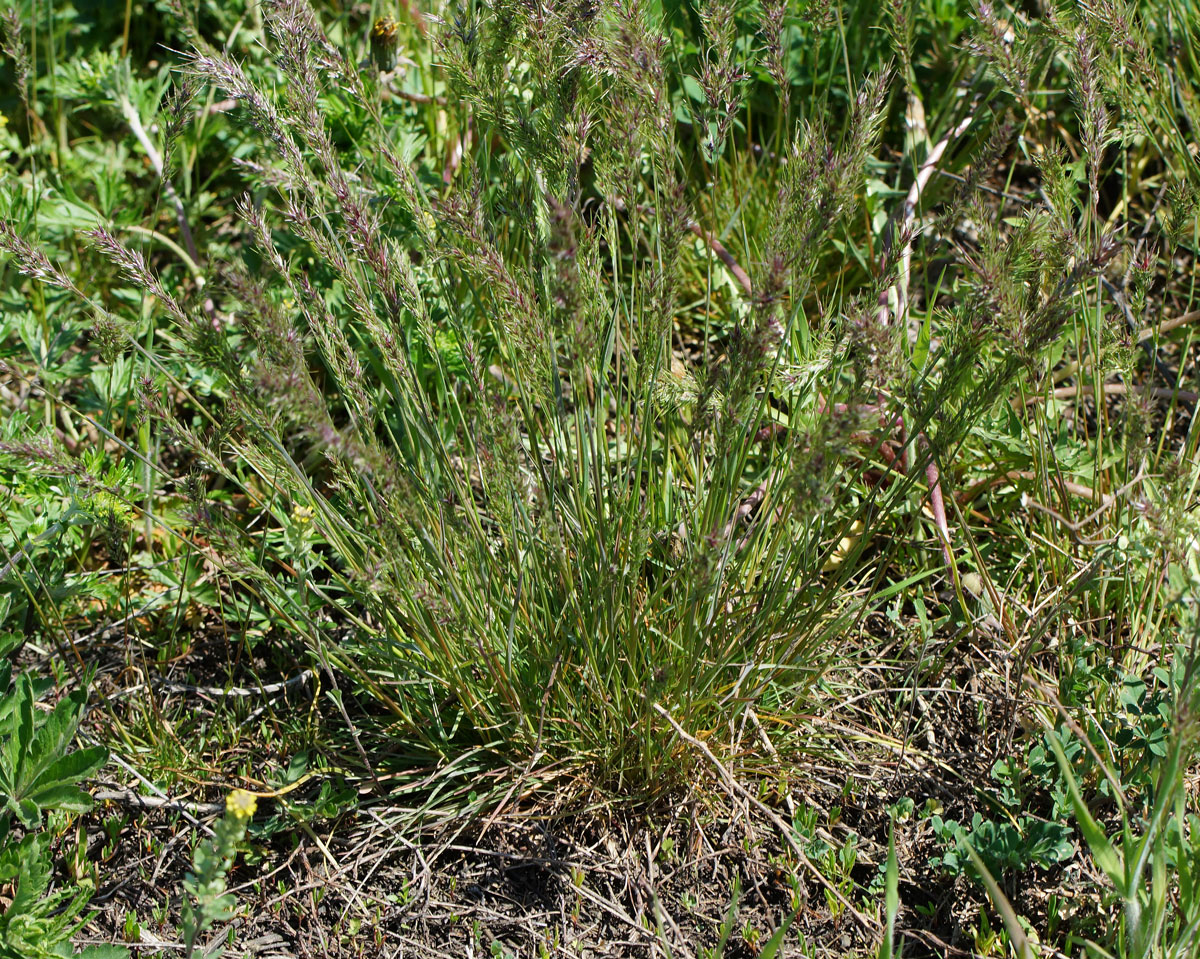 Image of Poa bulbosa ssp. vivipara specimen.