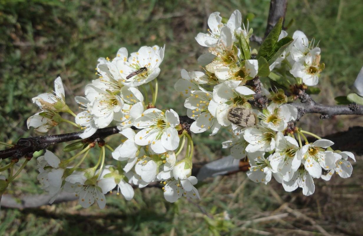 Image of Prunus salicina specimen.