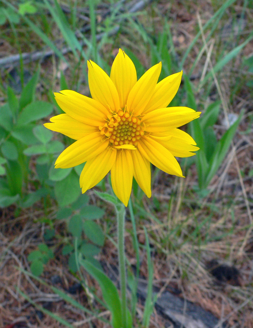 Image of Arnica iljinii specimen.