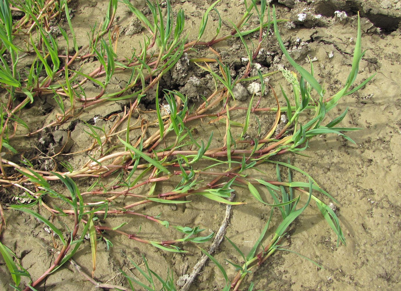 Image of Catabrosa aquatica specimen.