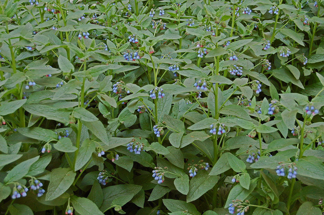 Image of Symphytum caucasicum specimen.