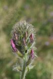 Oxytropis pilosissima