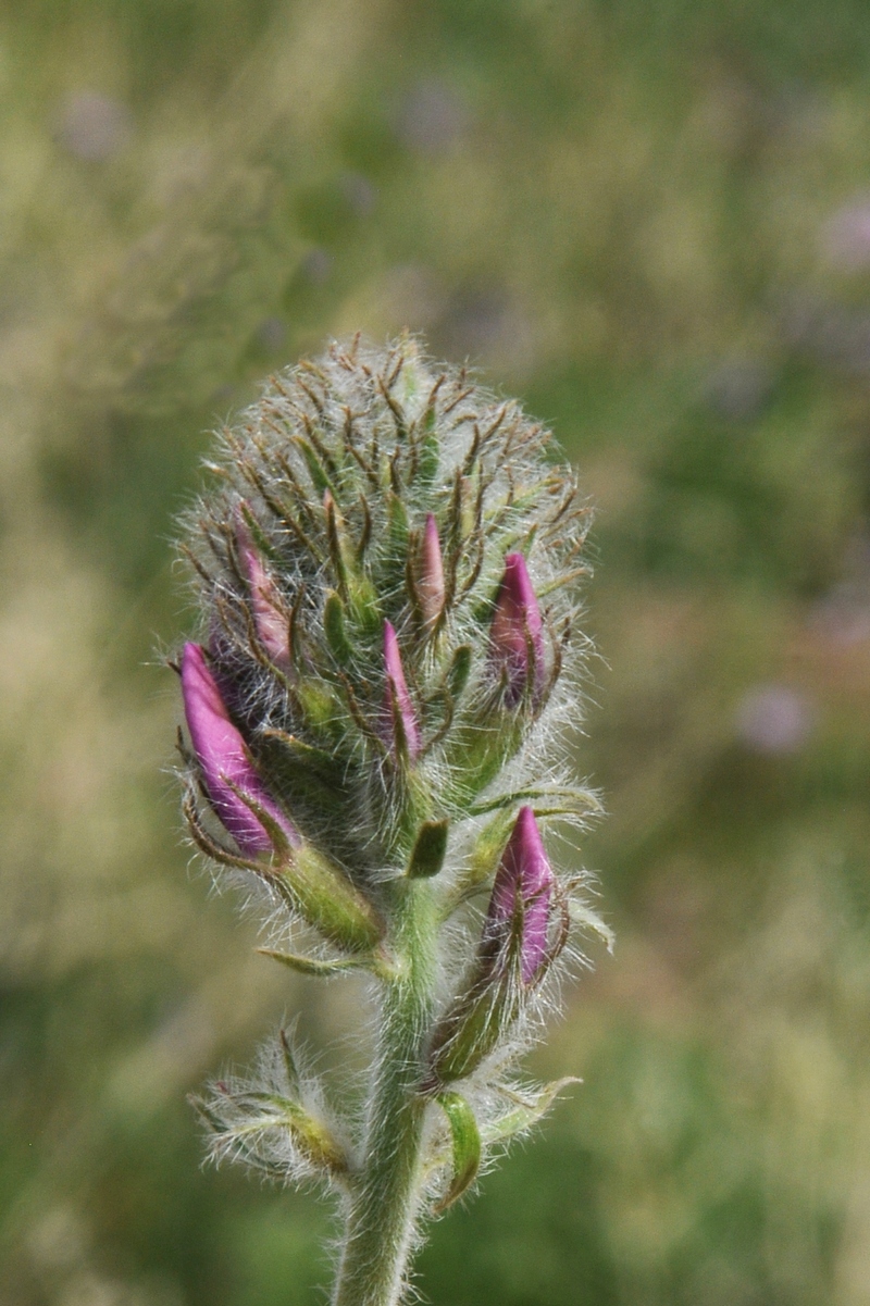 Изображение особи Oxytropis pilosissima.