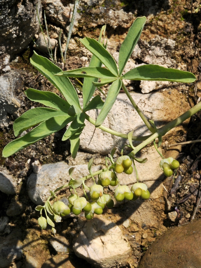 Изображение особи Gymnospermium alberti.