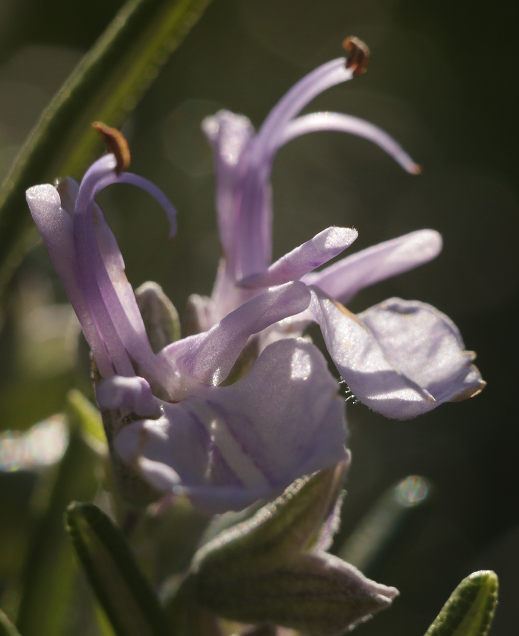 Image of Rosmarinus officinalis specimen.