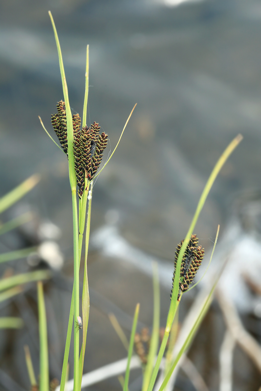 Image of Carex eleusinoides specimen.