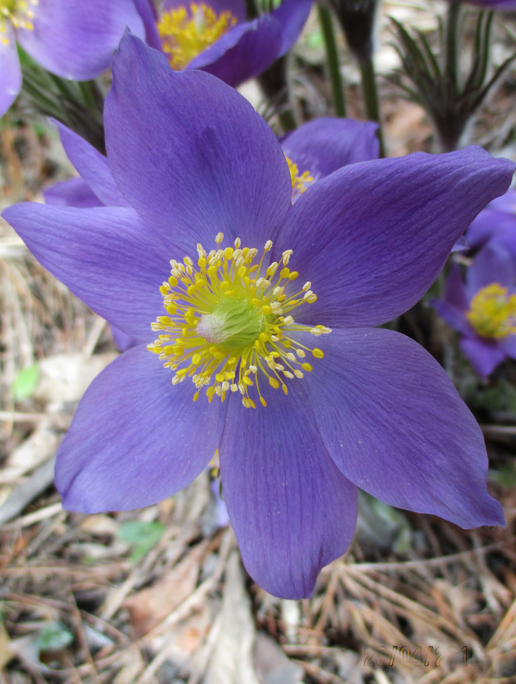 Изображение особи Pulsatilla multifida.