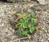 Anemonastrum speciosum