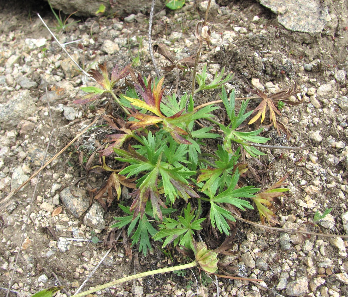 Image of Anemonastrum speciosum specimen.