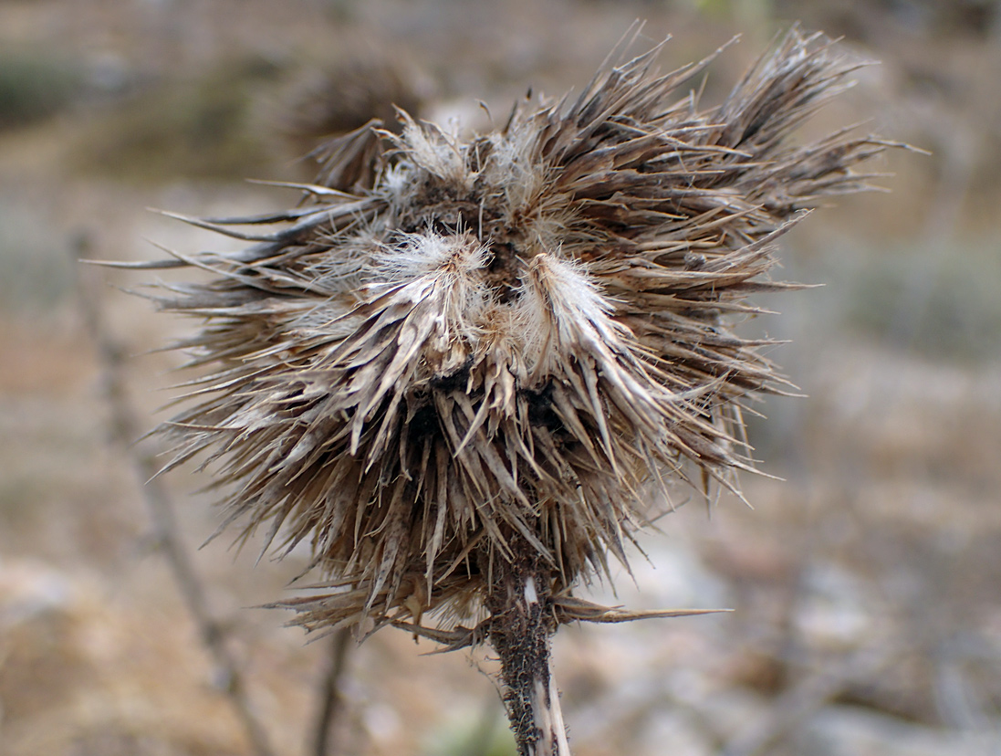 Изображение особи Echinops spinosissimus.