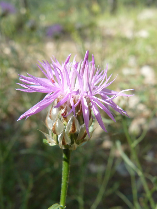 Изображение особи Centaurea sterilis.