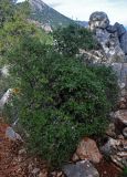 Quercus coccifera