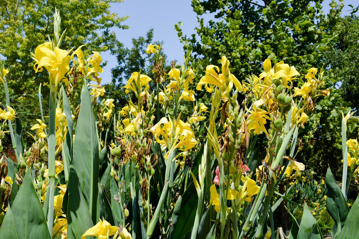 Изображение особи Canna flaccida.