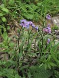 Myosotis alpestris. Цветущие растения. Украина, Закарпатская обл., Раховский р-н, хр. Свидовец, ≈ 1800 м н.у.м., каменистая осыпь. 2 июля 2010 г.