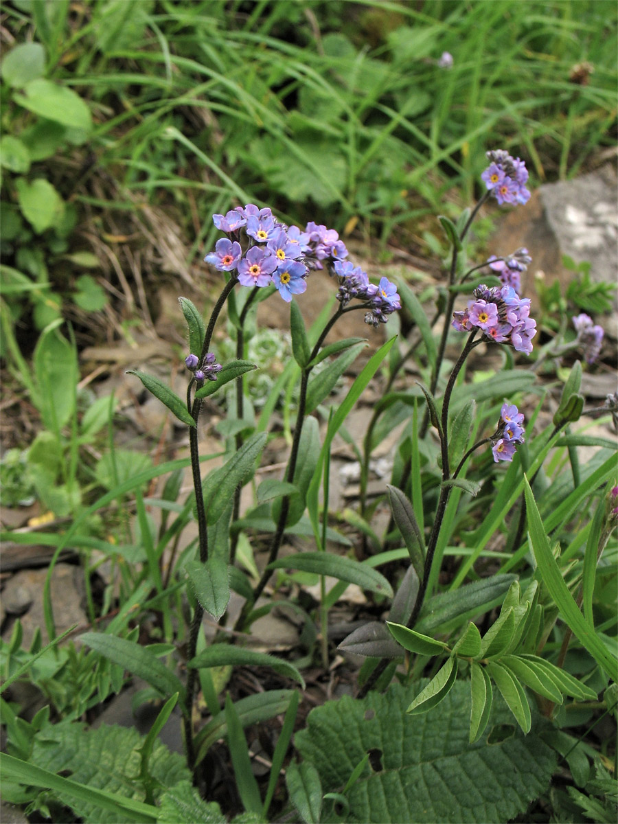 Image of Myosotis alpestris specimen.
